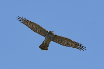Eurasian sparrowhawk (Accipiter nisus)