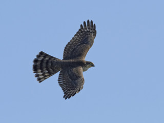 Eurasian sparrowhawk (Accipiter nisus)