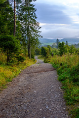 simple gravel country road in summer in forest