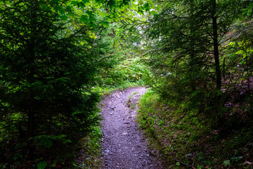 simple gravel country road in summer in forest