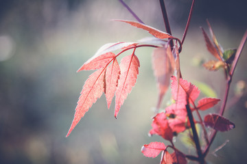 Autumn dry leaves on a branch, beautiful autumn natural abstract background and texture
