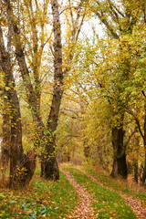 beautiful autumn landscape, yellow leaves and ground road in forest