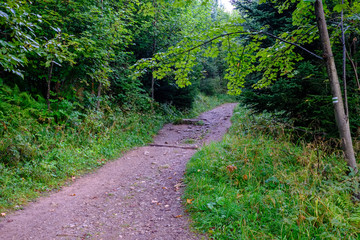 simple gravel country road in summer in forest