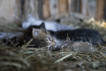 Getigertes Kätzchen im Stall auf dem Bauernhof