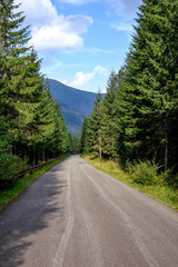 simple gravel country road in summer in forest