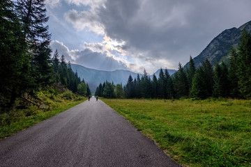 Naklejka premium asphalted road leading up to the mountains in forest