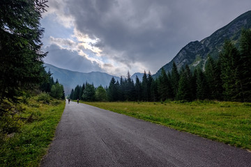 Fototapeta premium asphalted road leading up to the mountains in forest