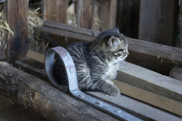 Getigertes K&auml;tzchen im Stall auf dem Bauernhof