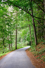 simple gravel country road in summer in forest