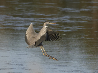 Grey Heron (Ardea cinerea)