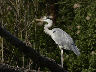 Grey Heron (Ardea cinerea)