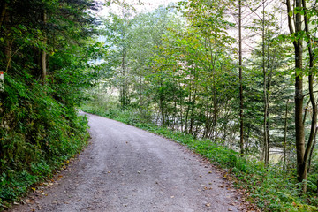 simple gravel country road in summer in forest