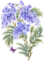 Jacaranda tree with flowers and leaves isolated on white background.