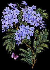 Jacaranda tree with flowers and leaves isolated on black background.