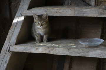 Getigertes K&auml;tzchen im Stall auf dem Bauernhof