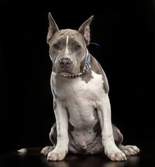 American Staffordshire Terrier Dog  Isolated  on Black Background in studio