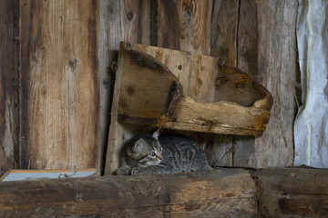 Getigertes Kätzchen im Stall auf dem Bauernhof