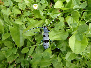 Rosalia longicorn (Rosalia alpina),Alpine longhorn beetle
