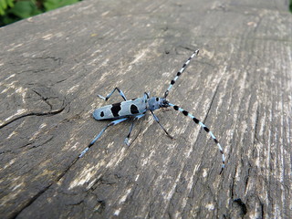 Rosalia longicorn (Rosalia alpina),Alpine longhorn beetle