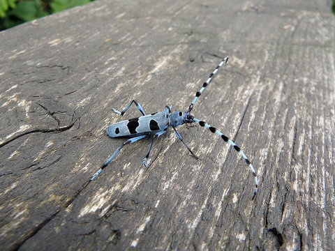 Rosalia longicorn (Rosalia alpina),Alpine longhorn beetle