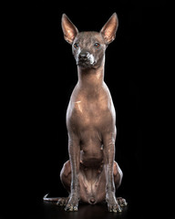 Xoloitzcuintle Dog Isolated  on Black Background in studio