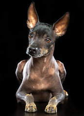 Xoloitzcuintle Dog Isolated  on Black Background in studio