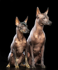 Xoloitzcuintle Dog Isolated  on Black Background in studio