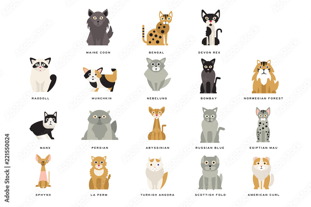 Sticker flat domestic breeds of cats