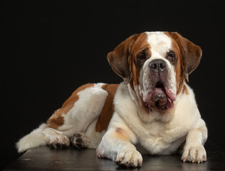 St. Bernard Dog Isolated  on Black Background in studio