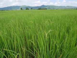 organic rice,nature green