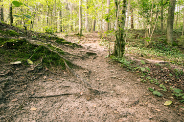 Magical Pokaini Forest