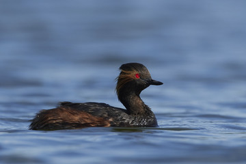 Black-necked grebe (Podiceps nigricollis)