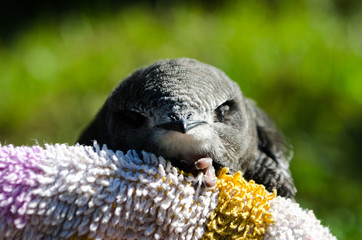 close-up of a swift chick