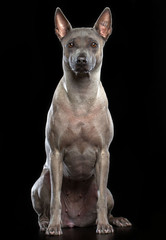 Thai Ridgeback Dog Isolated  on Black Background in studio