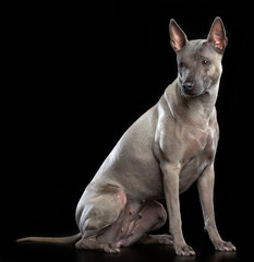 Thai Ridgeback Dog Isolated  on Black Background in studio
