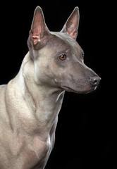 Thai Ridgeback Dog Isolated  on Black Background in studio