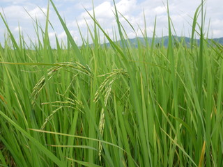 organic rice,nature green