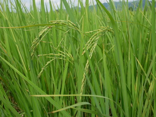 organic rice,nature green