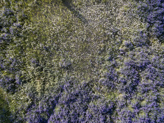 wild field, view from above