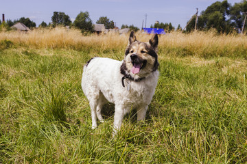 White fluffy dog on the field