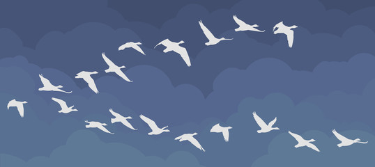 Flight of birds in the sky.