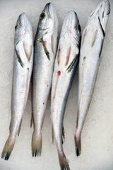 Obraz premium Freshly fished fish on the ice, the concept of healthy eating