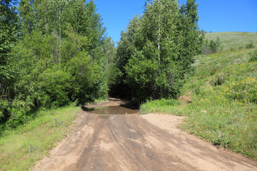 dirt road enters the forest