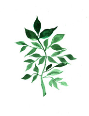 Watercolor hand painted herbal design element