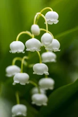 Schilderijen op glas White lily-of-the-valley flowers on a green blurred background © vika33