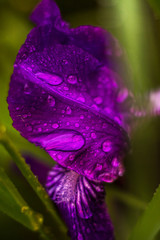 Lilac flower close-up on blurred green background