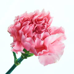 Beautiful pink carnation flower with stem close up