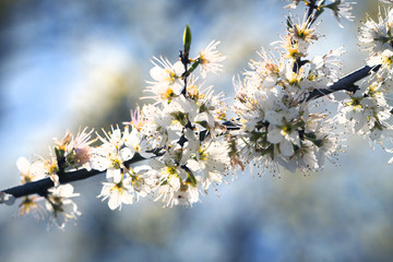 flower power