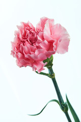 Beautiful pink carnation flower with stem close up