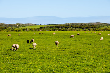 Fototapeta premium Sheep Pasture - Mid West - Western Australia
